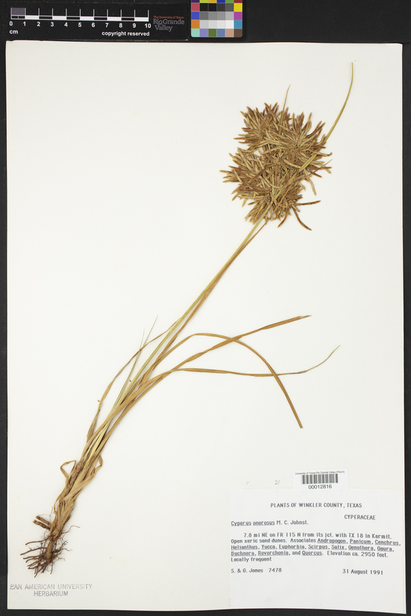 Cyperus onerosus image