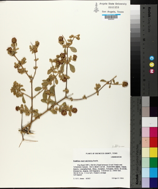 Buddleja marrubiifolia image