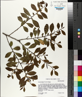 Ilex coriacea image