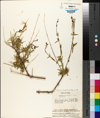 Anisacanthus linearis image