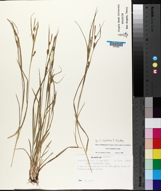 Carex styloflexa image