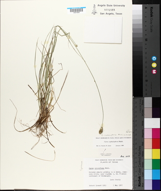 Carex retroflexa image