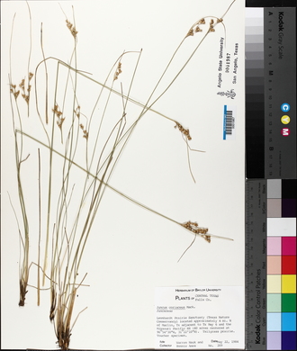 Juncus coriaceus image