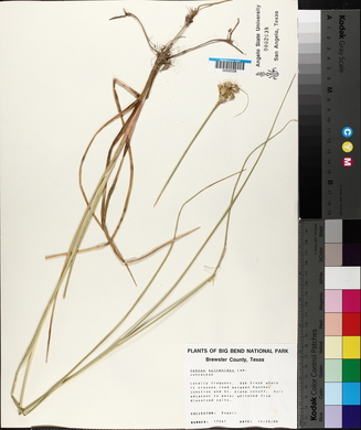 Juncus scirpoides image