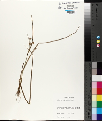 Juncus scirpoides image