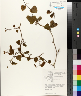 Smilax bona-nox image