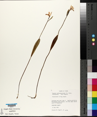 Pogonia ophioglossoides image