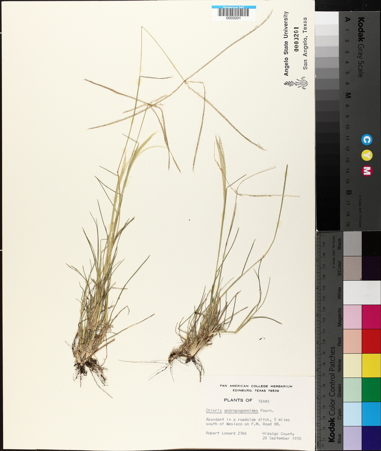 Chloris andropogonoides image