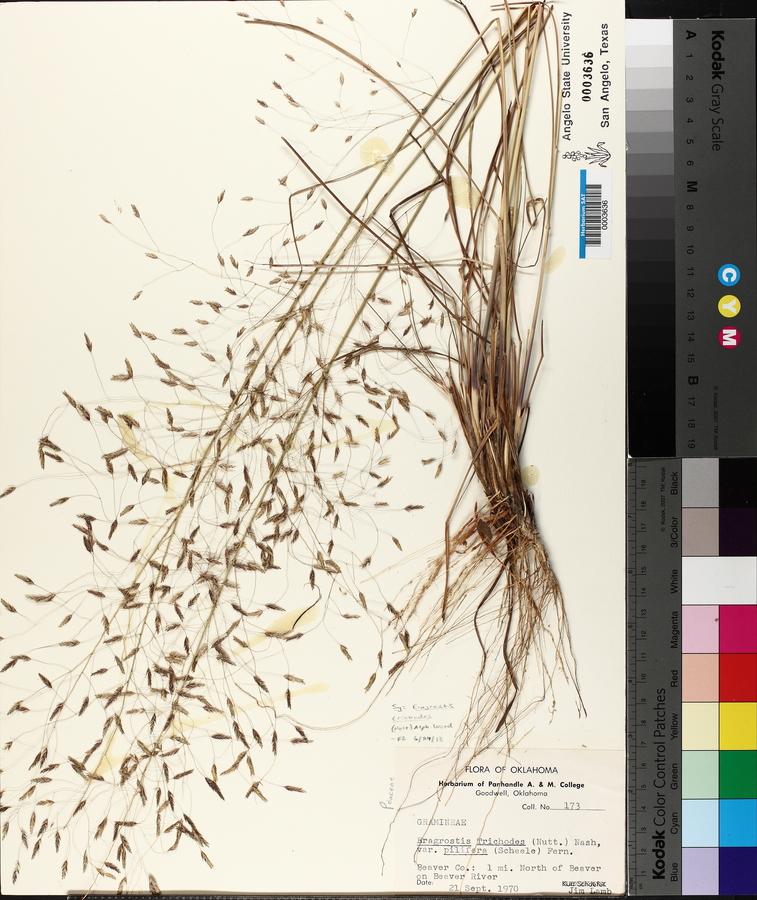 Eragrostis trichodes image