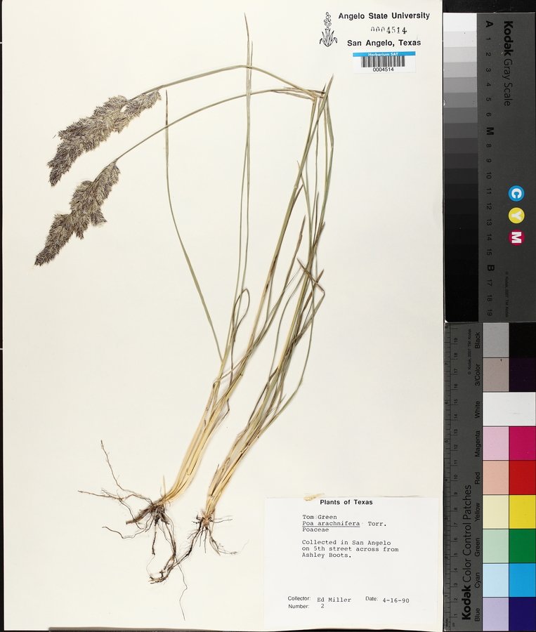 Poa arachnifera image