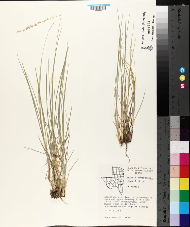 Setaria reverchonii image