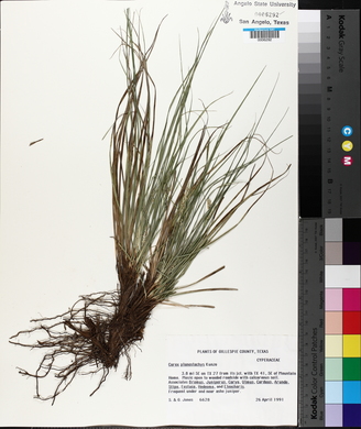 Carex planostachys image