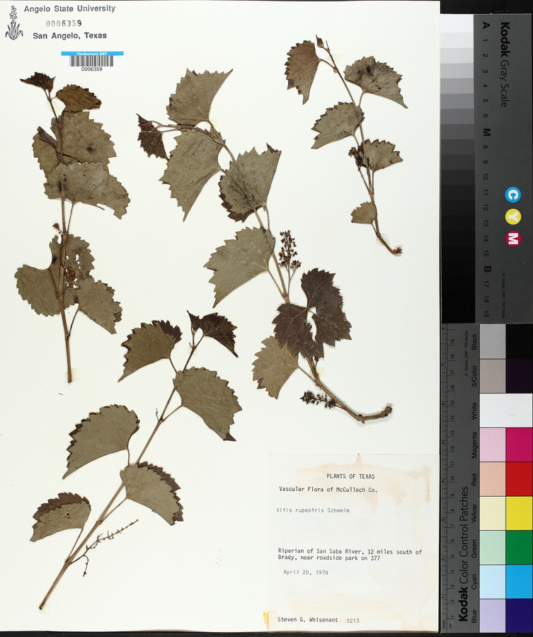 Vitis rupestris image