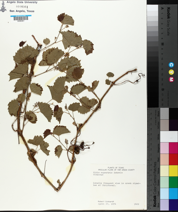 Vitis rupestris image