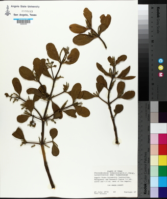 Phoradendron leucarpum subsp. tomentosum image