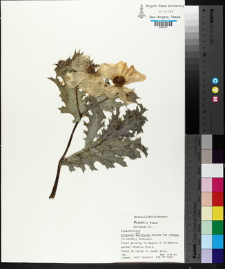 Argemone albiflora image