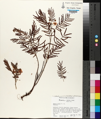 Acacia angustissima image