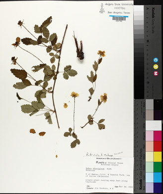 Rubus trivialis image