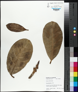 Ficus obtusifolia image