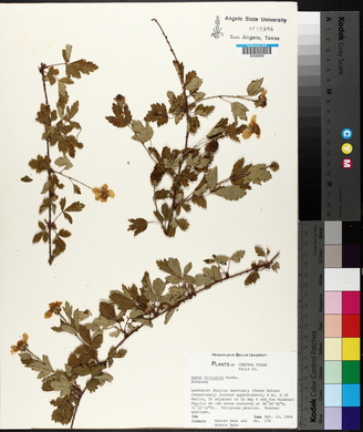 Rubus trivialis image