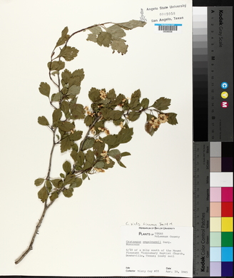 Crataegus viridis image