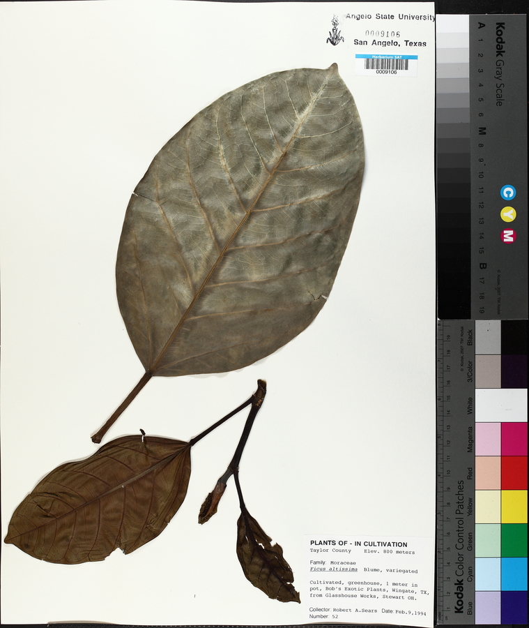 Ficus altissima image