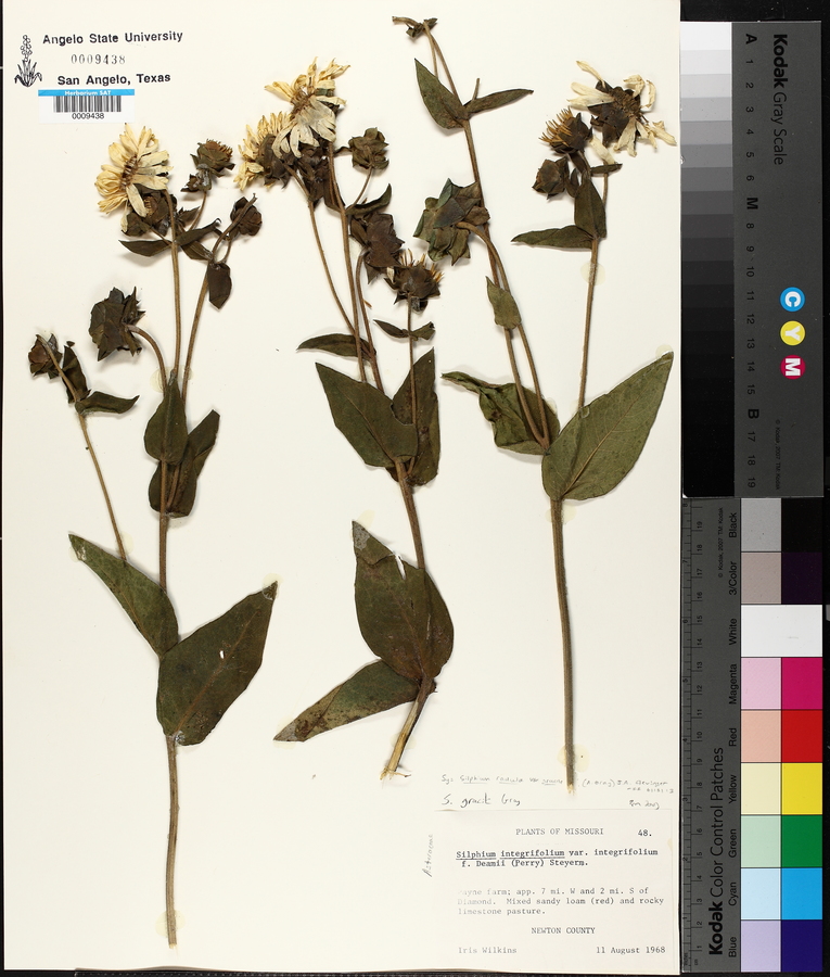 Silphium radula image