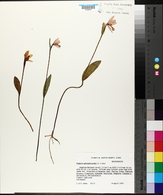 Pogonia ophioglossoides image