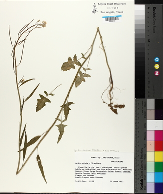 Streptanthus petiolaris image