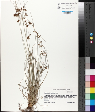 Fimbristylis decipiens image