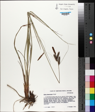 Carex glaucescens image