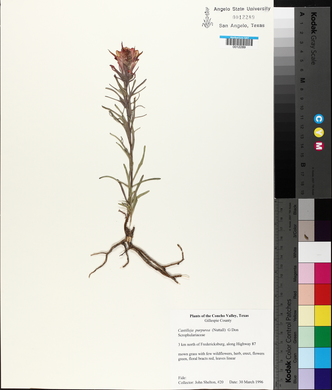 Castilleja purpurea image