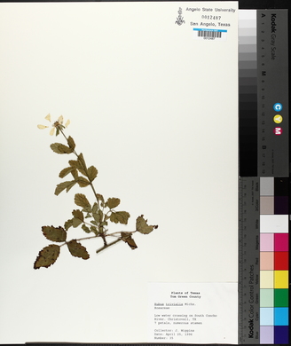 Rubus trivialis image