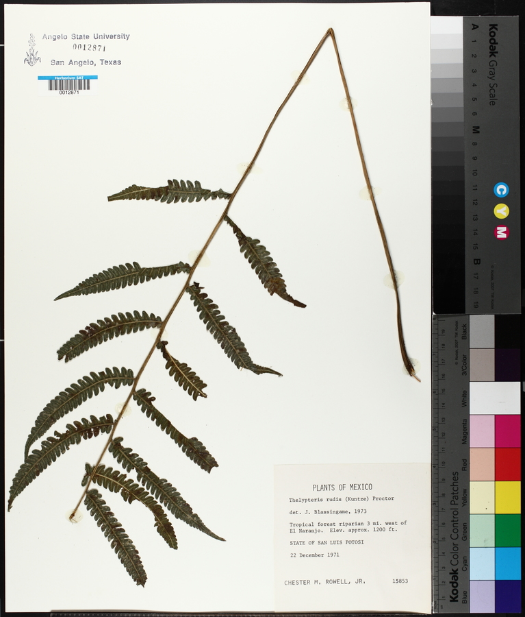 Thelypteris rudis image