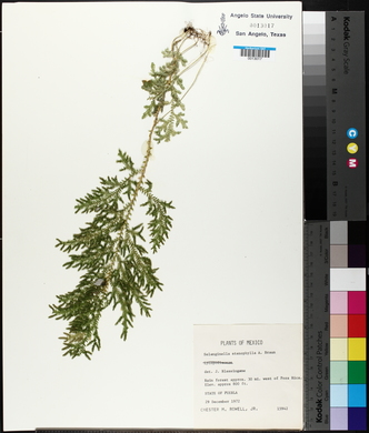 Selaginella stenophylla image