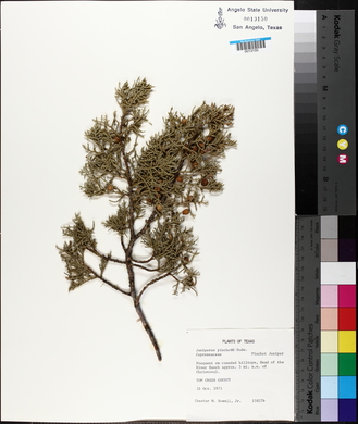 Juniperus pinchotii image