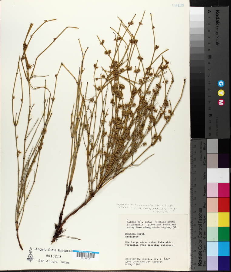 Ephedra coryi image