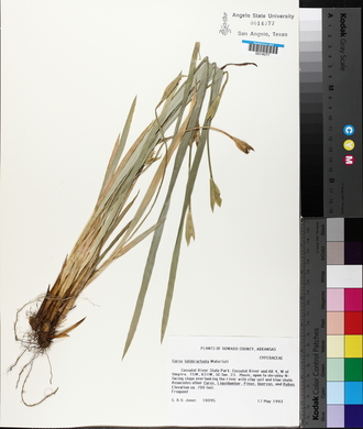 Carex latebracteata image