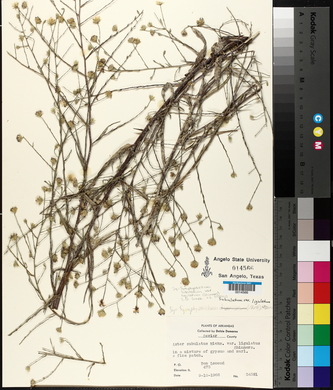 Symphyotrichum subulatum image