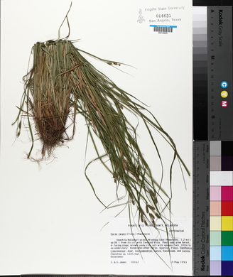 Carex swanii image