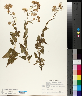 Brickellia grandiflora image