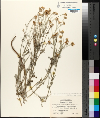 Eriophyllum lanatum image