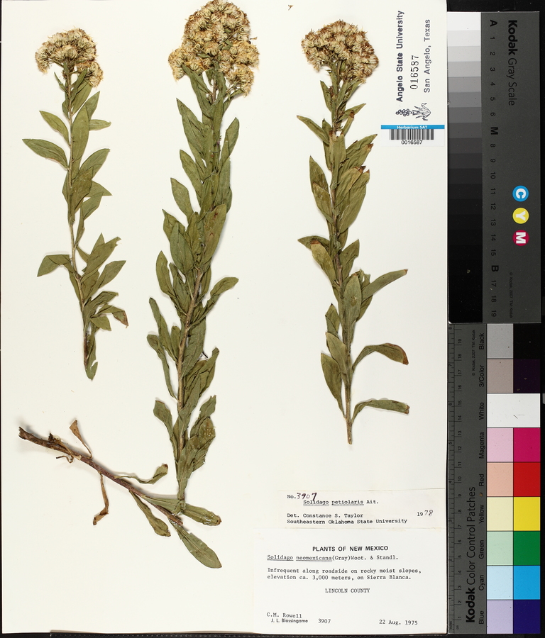 Solidago petiolaris image