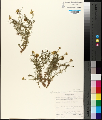 Thymophylla tenuiloba image