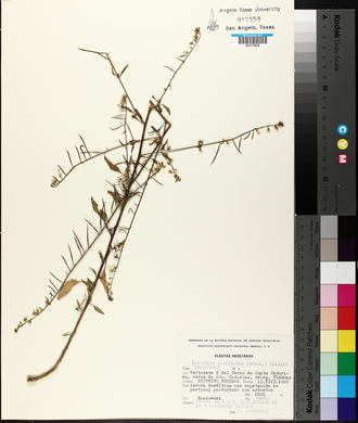 Image of Iodanthus petiolatus