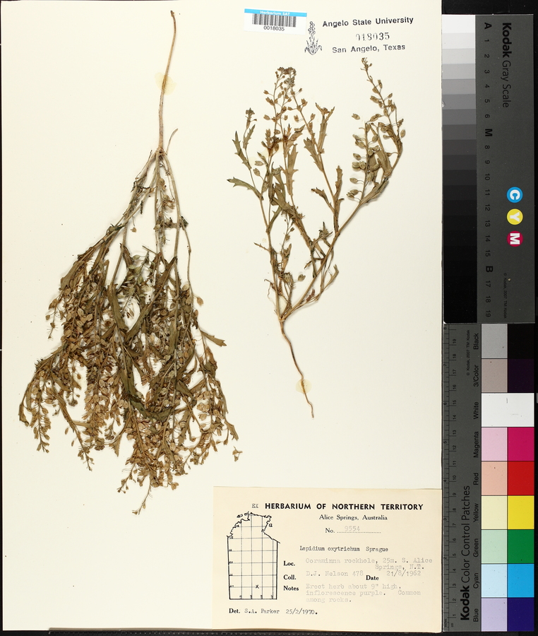 Lepidium oxytrichum image