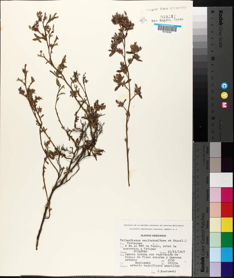 Crocanthemum concolor image
