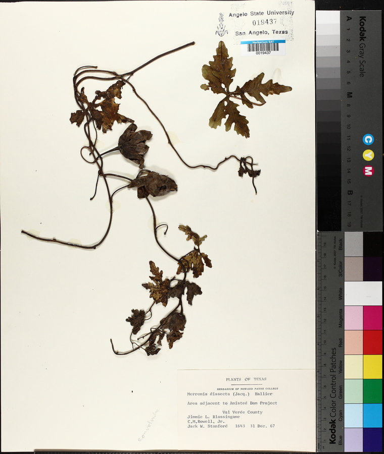 Merremia dissecta image