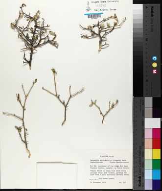 Bernardia myricifolia image