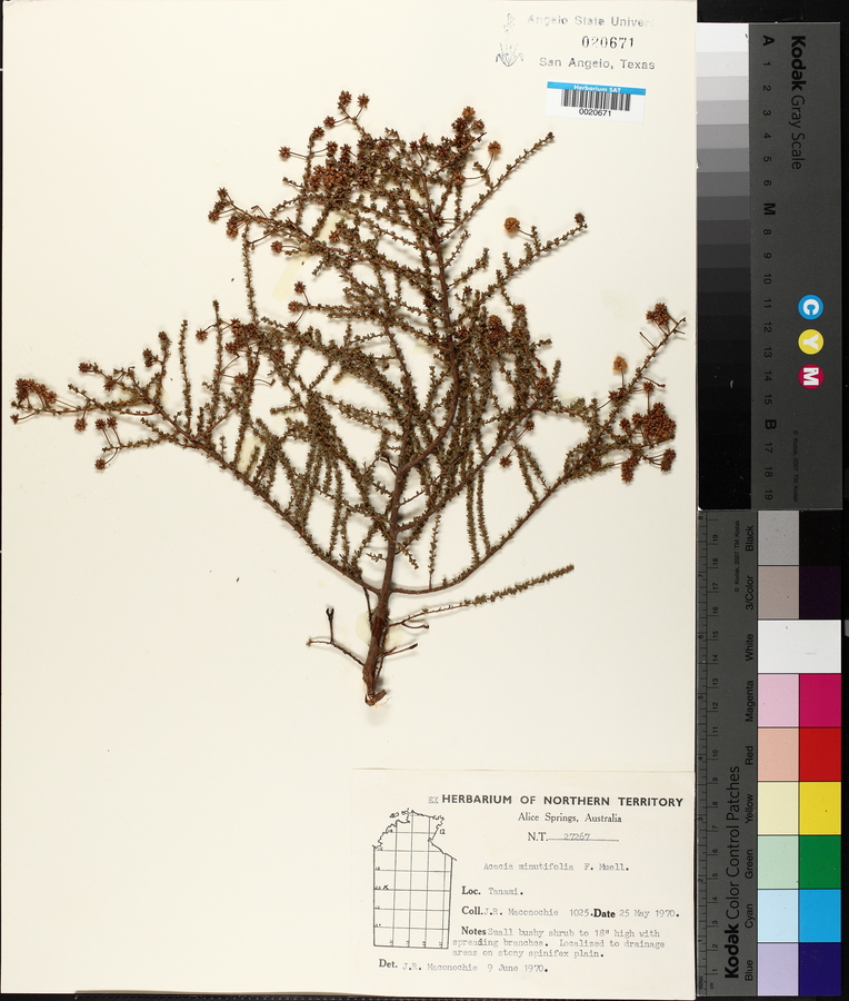 Acacia minutifolia image